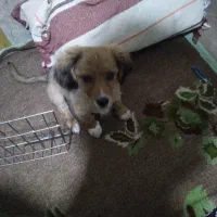 توله سگ اشپیتز