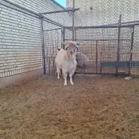 نر بز|حیوانات مزرعه|سامان, |دیوار
