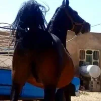 سیلمی‌درج‌یک‌‌با‌تائیده ی جهاد