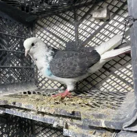 کفتر طهرونی|پرنده|ماهدشت, |دیوار