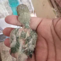 انواع عروس سرلاکی‌‌ و کوتوله سرلاکی‌ موجوده|پرنده|تربت جام, امام|دیوار