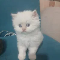 توله گربه پرشین|گربه|شیراز, کوشک میدان|دیوار