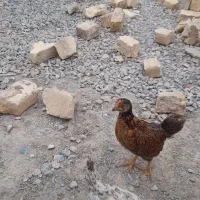 جوجه|حیوانات مزرعه|شیروان (خراسان), |دیوار