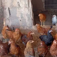 مرغ|حیوانات مزرعه|سرخس, |دیوار