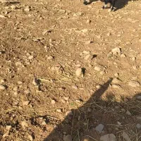 دوبر روزگاری ۴رون جلو رو|حیوانات مزرعه|ایذه, |دیوار