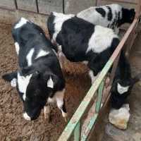 گوساله نر|حیوانات مزرعه|بوئین زهرا, |دیوار