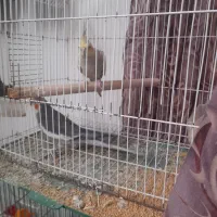 عروس هلندی|پرنده|منجیل, |دیوار