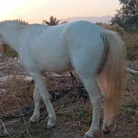 اسب نریون معاوضه با گوسفند