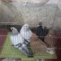 فروش کبوتر زرددم سفید|پرنده|زرند, |دیوار