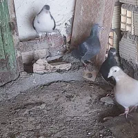 سلام تعدای کبوتر|پرنده|رفسنجان, |دیوار