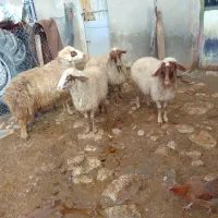 میش.|حیوانات مزرعه|کرمانشاه, |دیوار