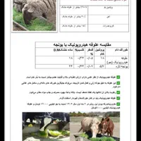 علوفه هیدروپونیک تازه گندم و جو|حیوانات مزرعه|نسیم‌شهر, |دیوار