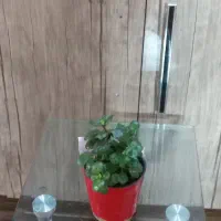 گل طبیعی کوچک، جوان و شاداب|گل و گیاه طبیعی|اصفهان, طامه|دیوار