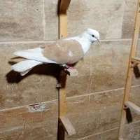 کبوتر کفتر پشت زرد