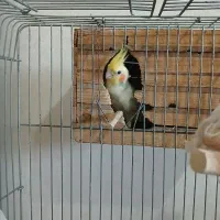 عروس هلندی نر مست مست بالغ