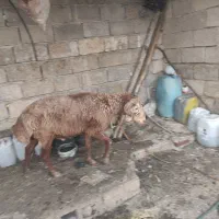 قوچ|حیوانات مزرعه|چمران, |دیوار