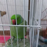 طوطی ملنگووعروس هلندی سرلاکی وعروس هلندی ماده