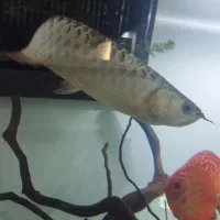 ماهی آروانا گلد هایبک بلوبیس|ماهی|ملایر, |دیوار