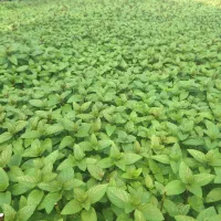 انواع نشا کاشته شده  در سینی  صیفیجات و جالیزی