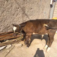 حیوانات|حیوانات مزرعه|دره شهر, |دیوار