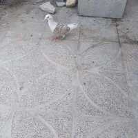 کبوتر دوکت|پرنده|اصفهان, شهرک زاینده رود|دیوار