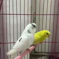 دو عدد مرغ عشق مولد