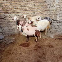 میش ابستن پلنگی