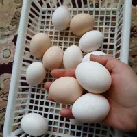 تخم مرغ محلی