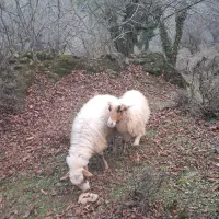 دو عدد گوسفندجوان ۱ساله  ۳ ماه حامله