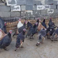 بوقلمون کوردی|حیوانات مزرعه|کامیاران, |دیوار