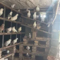 تعدادی از این  کبوتر ها برای فروش