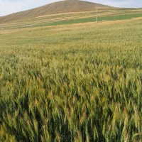 بذر گندم مادر