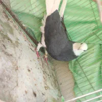 کبوتر شازده ماده