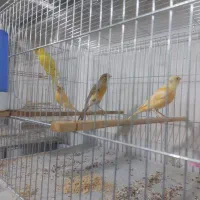 پرنده سرای کاسکو|پرنده|خوی, |دیوار