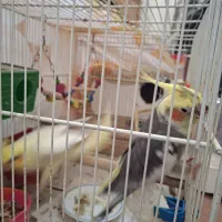 پرنده زینتی|پرنده|شیروان (خراسان), |دیوار