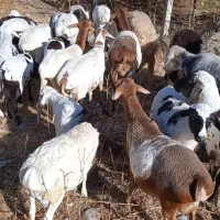 میش وبره خارجی