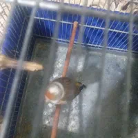 سهره قناری ابلق|پرنده|پاکدشت, پاکدشت (مامازند)|دیوار