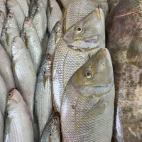 فروشگاه ماهی ومیگو ناخدا عباس فرهنگیان