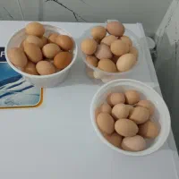 تخم مرغ محلی