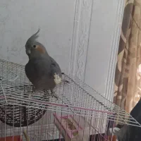 عروس هلندی|پرنده|دوگنبدان, |دیوار