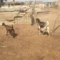 بز آبستن با تیشترش و بوقلمون|حیوانات مزرعه|آبپخش, |دیوار