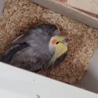 عروس هلندی نر|پرنده|رفسنجان, |دیوار