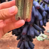 فروش انواع نهال ریشه لخت وگلدانی (لیبل دار)