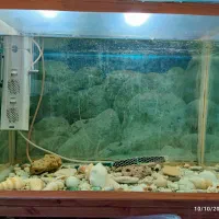 آکواریوم 130 لیتری موتور هوا بخاری و ماهی لجن خوار