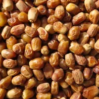 خرما زاهدی درجه یک مستقیم از کشاورز