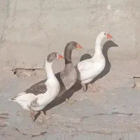 غاز|حیوانات مزرعه|قوچان, |دیوار