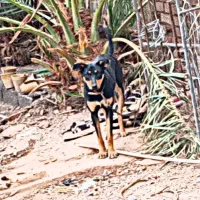 فروشی|سگ|بم, |دیوار