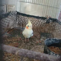 عروس هلندی|پرنده|دشتابی, |دیوار