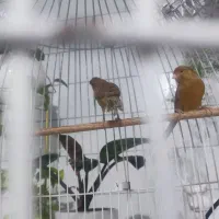 فروش جفت قناری نروماده