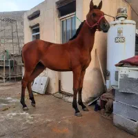 اسب فروشی|اسب و تجهیزات اسبسواری|بهبهان, |دیوار